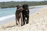 CANE CORSO 270